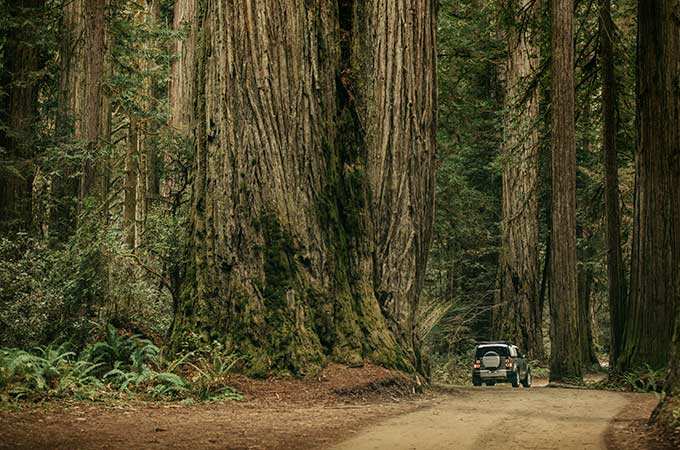 Defender driving through Jedediah Smith Redwoods State Park.