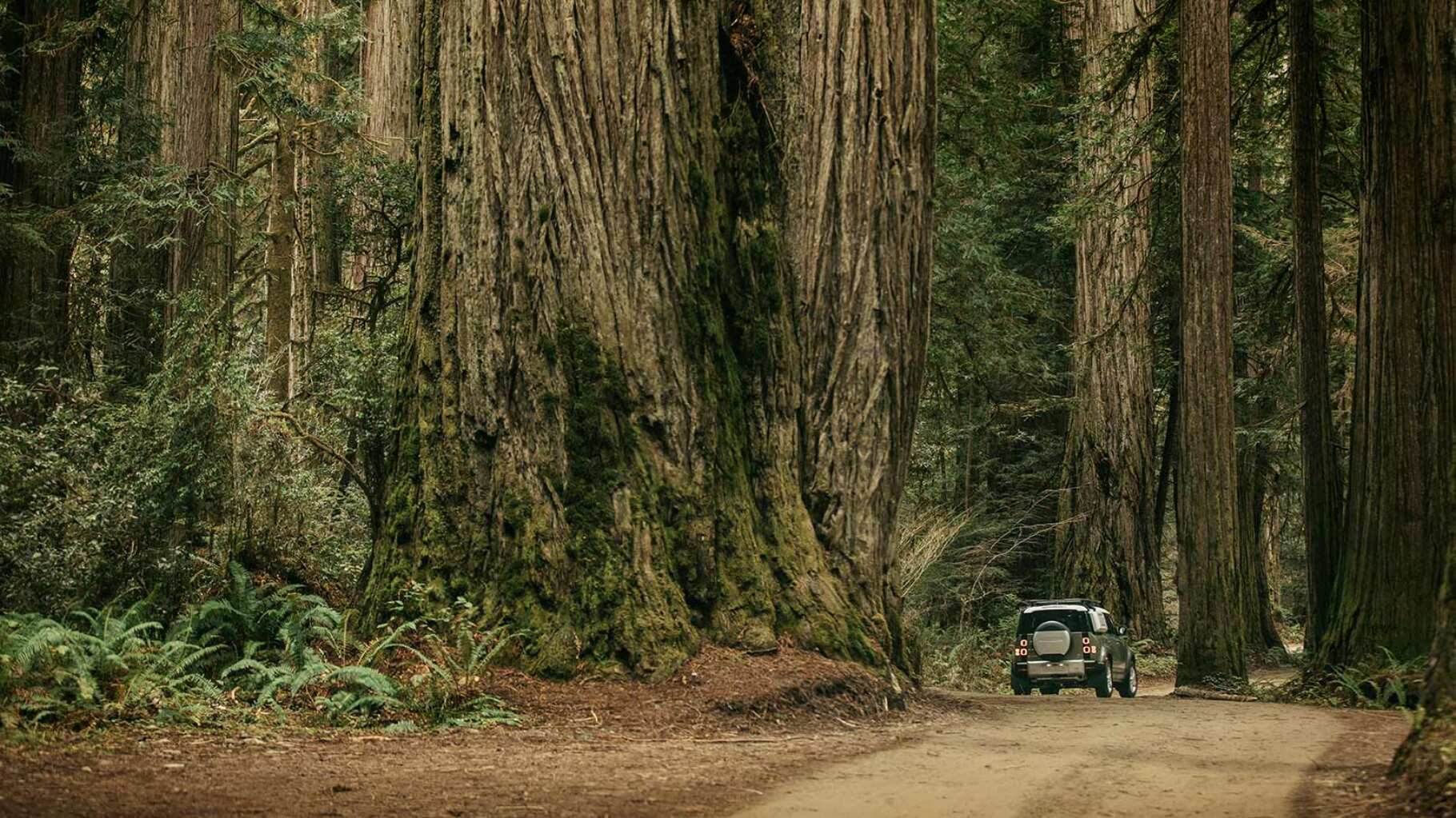 Defender driving through Jedediah Smith Redwoods State Park.