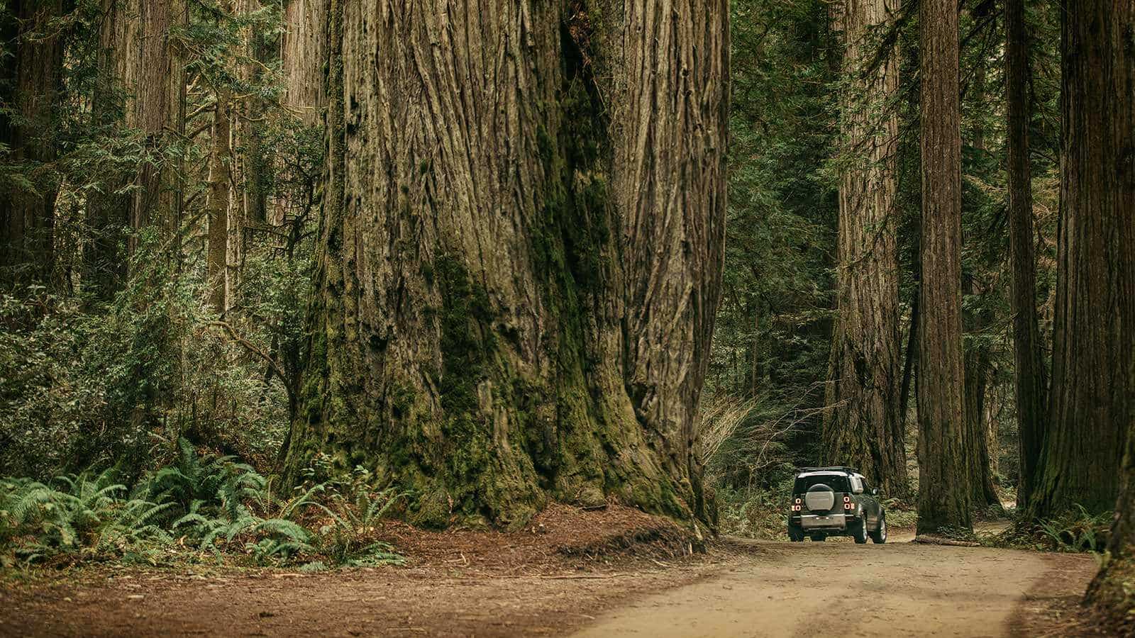 John Mayer Land Rover Defender driving in forest